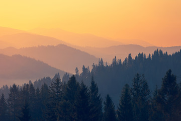 复眼的昆虫有哪些